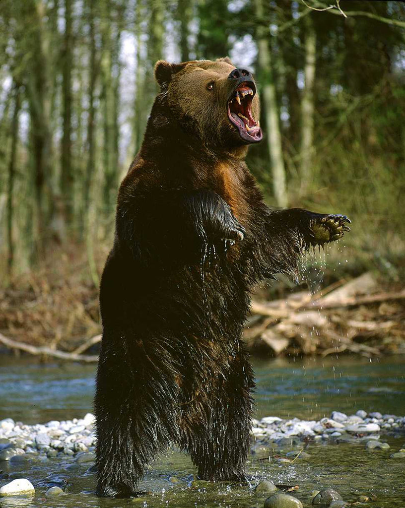 Grizzly Aggression