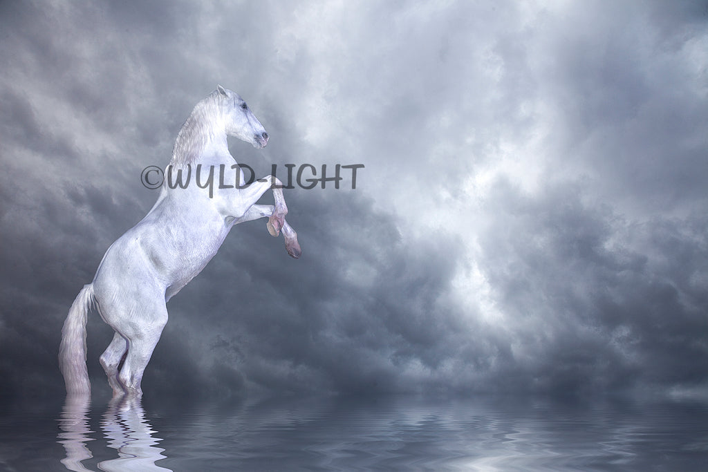 Rearing Horse Fantansy with Storm and Water