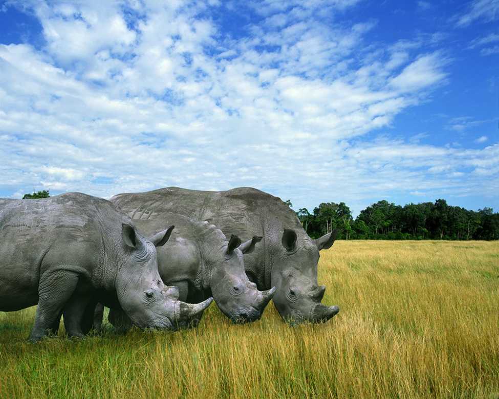 A Crash of Rhinos