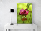 Wild Lily near Wengen, Switzerland! 10234 Flower Wall Art Floral Photo