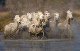 White Horses of the Camargue Galloping in Provence, France 10473