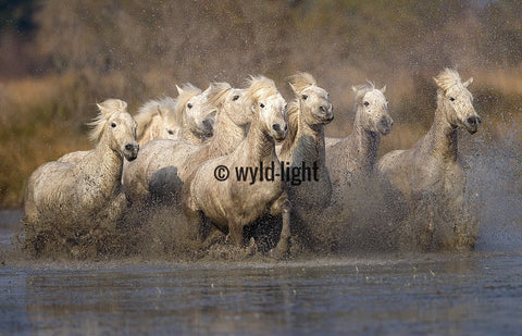 White Horses of the Camargue Galloping in Provence, France 10473