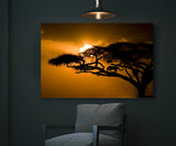 Leopard in an Acacia Tree at Sunset, Kenya 10945