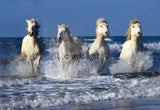 White Horses Galloping Through the Ocean in Provence, France 14180