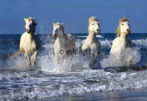 White Horses Galloping Through the Ocean in Provence, France 14180
