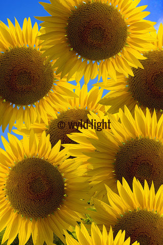 Sunflowers in Full Bloom During the Summer in Provence, France 15251