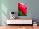 Red Tulips Close Up! 16031 Flower Wall Art Floral Photography