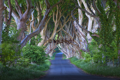 Romantic, Tunnel-Like Avenue of Dark Hedges in Northern Ireland 18000