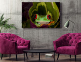 Red Eye Tree Frog (Agalychnis callidryas), Costa Rica! 20834 Frog Art
