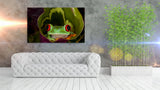 Red Eye Tree Frog (Agalychnis callidryas), Costa Rica! 20834 Frog Art