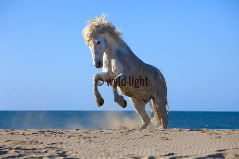 Beautiful White Horse Caught Rearing in Provence, France 22125