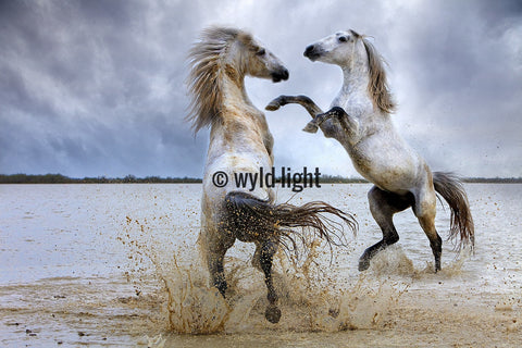 The Playing Stallions: Horses of the Camargue in Provence, France 22106