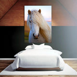 Southern Iceland Horse Posing for the Camera! 22206 Horse Wall Art