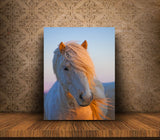 Beautiful Horse Enjoying The Sunset In Southern Iceland! 22212