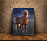 Southern Iceland Horse Enjoying The Sunset On The Beach! 22220