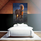Southern Iceland Horse Enjoying The Sunset On The Beach! 22220