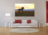 A Horse Enjoying the Meadow in Inner Mongolia, Northern China! 22222