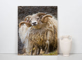 Southern Iceland Ram in the Meadow! 22294 Ram Wall Art Home Decor Art