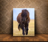 Brown Horse Posing For The Camera In Southern Iceland! 24216