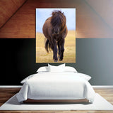 Brown Horse Posing For The Camera In Southern Iceland! 24216