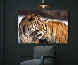 Siberian Tigers Cuddling Near Hailin Northeast China! 25476 Tiger Art