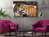 Siberian Tigers Cuddling Near Hailin Northeast China! 25476 Tiger Art