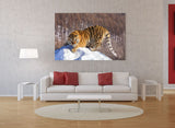 Playful Tiger Having Fun in Snow in Northeast China 25482 Tiger Art