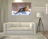 A Siberian Tiger On Snow in Northeast China! 25484 Tiger Wall Art