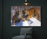 Siberian Tigers Enjoying the Snow in Northeast China! 25486 Tiger Art