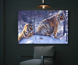 Siberian Tigers Enjoying the Snow in Northeast China! 25491 Tiger Art