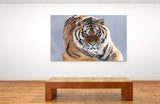 A Serious Tiger Giving A Sharp Look in Northeast China! 25533