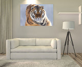 A Serious Tiger Giving A Sharp Look in Northeast China! 25533