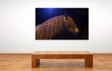 Portrait of a Lusitano Horse in Provence, France! 27118 Horse Wall Art