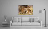 Snoozing Male Lion, Masai Mara National Park, Kenya! 27622 Lion Art