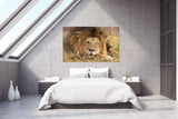 Snoozing Male Lion, Masai Mara National Park, Kenya! 27622 Lion Art