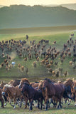 Large Group of Horses on a March In Northern China! 38460 Horse Art
