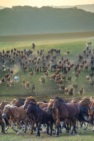 Large Group of Horses on a March In Northern China! 38460 Horse Art