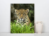 Jaguar in the Wild, the Pantanal Region of Brazil! 30014V Jaguar Art