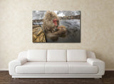 Japanese Macaques Snow Monkeys, Jigokudani Monkey Park, Japan! 30580