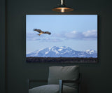Black Kite near Nemuro, Hokkaido Island, Japan! 30603 Bird Photography