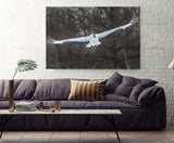 Japanese Cranes in Flight near Kushiro, Hokkaido Island, Japan! 30606
