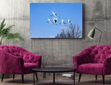 Japanese Cranes in Flight near Kushiro, Hokkaido Island, Japan! 30614