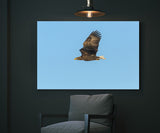 Black Kite in Flight near Nemuro, Hokkaido Island, Japan! 30631