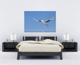 Japanese Cranes in Flight near Kushiro, Hokkaido Island, Japan! 30748