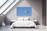 Japanese Cranes in Flight near Kushiro, Hokkaido Island, Japan! 30748