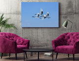 Japanese Cranes in Flight near Kushiro, Hokkaido Island, Japan! 30767