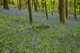 Bluebell Flowers in the Hallerbos Forest, Halle, Belgium 31400