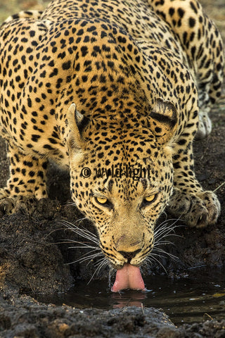A Beautiful Leopard Drinking from a Waterhole in South Africa 31800