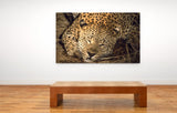 Leopard Sleeping At Night, Kruger National Park, South Africa! 31888