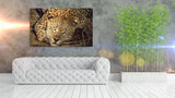 Leopard Sleeping At Night, Kruger National Park, South Africa! 31888